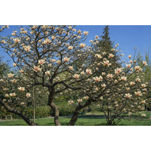 Magnólia (Magnolia denudata) ´SUNRISE´ - výška 15-25 cm, kont. C3L (-23°C) 